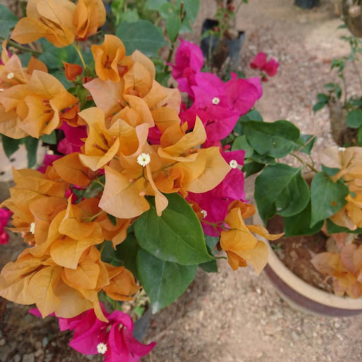 AN Floral Nursery