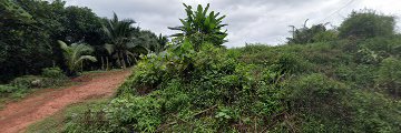 D'Kebun Gelang Chinchin