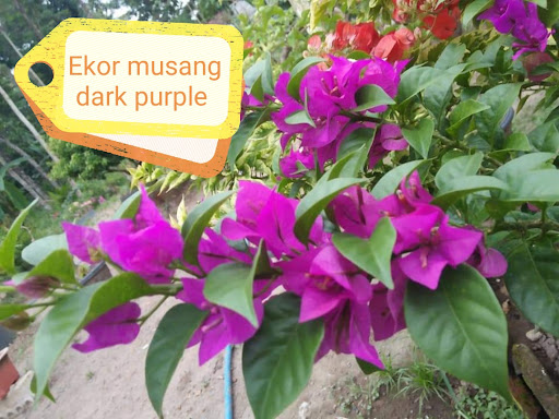 Hasrad Nursery