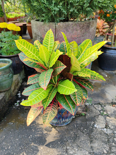 Kedai Bunga Oda Nursery