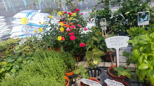 Mai Kebun, Kedai Pokok Pendang, Kedah - Plant Nursery