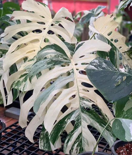 Monstera house nursery