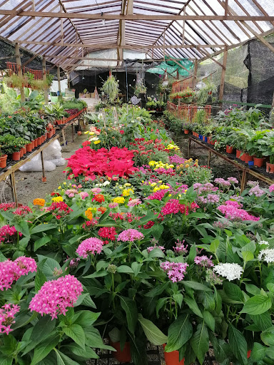 Morning Garden