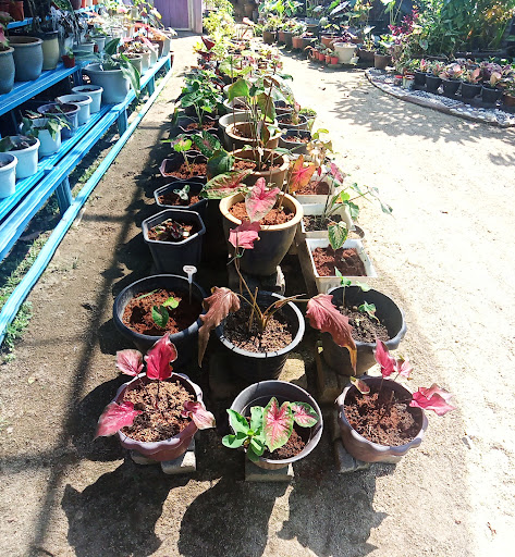 ROS LUXURY FLOWERS NURSERY