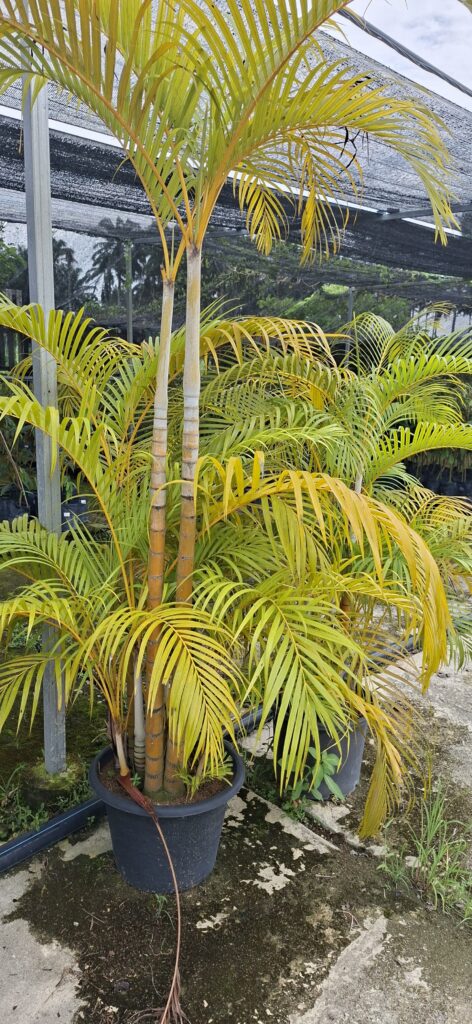 Mat Bunga Nursery