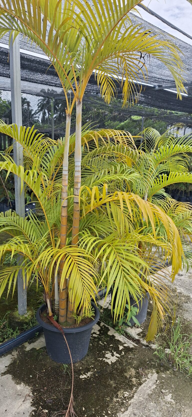 Mat Bunga Nursery