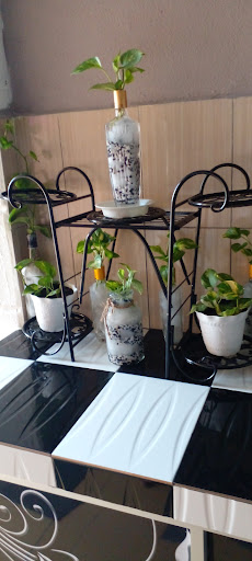 Money Plant Make Home Flower