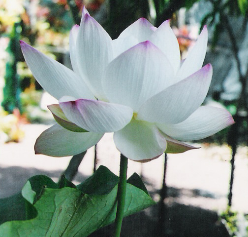 Nature Flowers