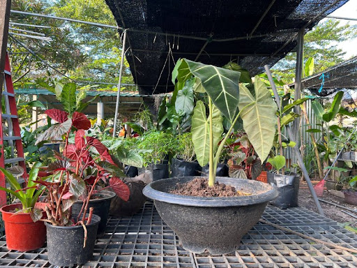 Nurseri Kuala Berang