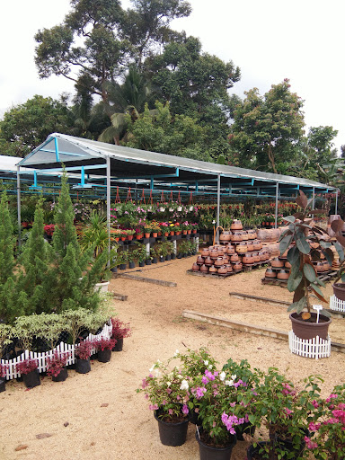 Nursery Pokok - Idaman Green Garden