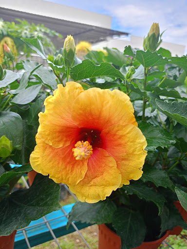 Temerloh Nursery