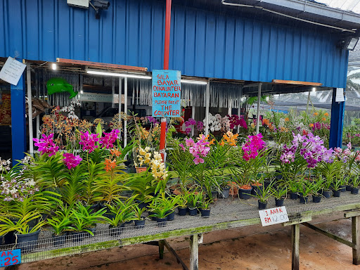 United Malaysian Orchids Sdn Bhd