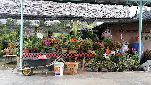 Zaleha Orchid & Nursery